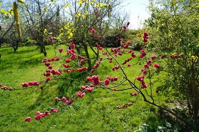 Prunus persica - هلو